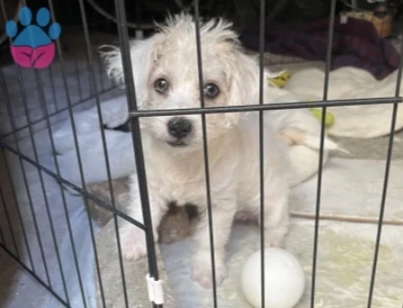Maltipoo bebeğim yeni yuvasını arıyor🌸 - 9044