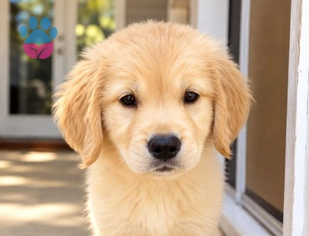 Tatlı Bakışlı Golden Retriever Yavrumuz - 9048