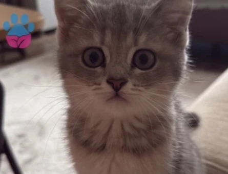 British shorthair blue golden - 9051