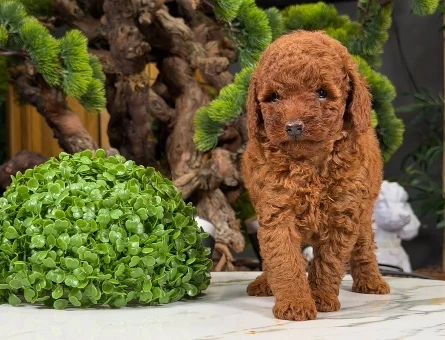 Oyuncu Toy Poodle Dişi Yavrumuz 2 Aylık - 9059