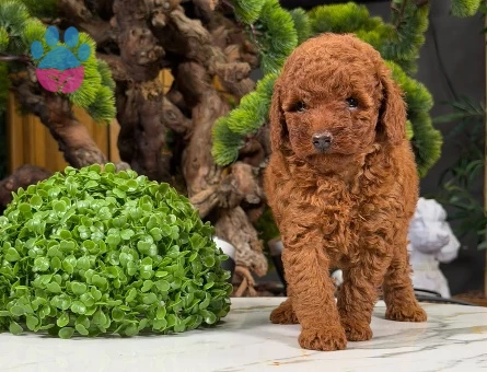 Oyuncu Toy Poodle Dişi Yavrumuz 2 Aylık - 9059