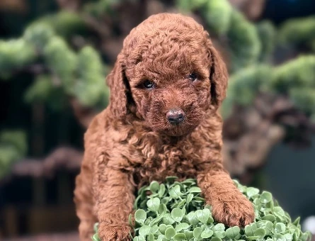 Yavru Toy Poodle 2 Aylık Safkan - 9066