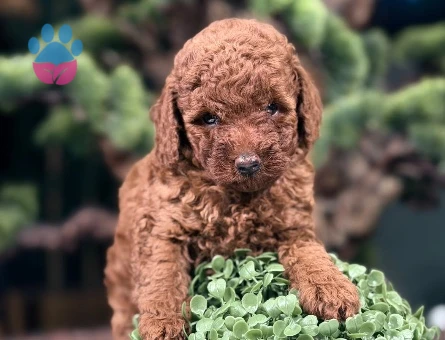 Yavru Toy Poodle 2 Aylık Safkan - 9066