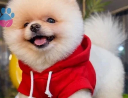 POMERANIAN ÜRETİM ÇİFTLİĞİNDEN - 9083