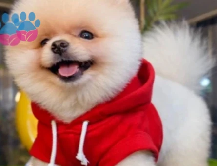 POMERANIAN ÜRETİM ÇİFTLİĞİNDEN - 9083