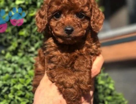 🐾 3,5 aylık Toy Poodle – Yeni yuvasını arıyor - 9084
