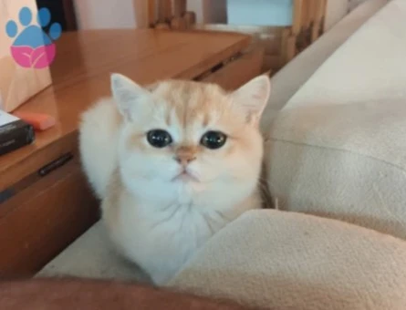 Safkan NY12 Dişi British Shorthair - 9089