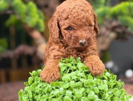 Safkan Toy Poodle Bebekler - 9111