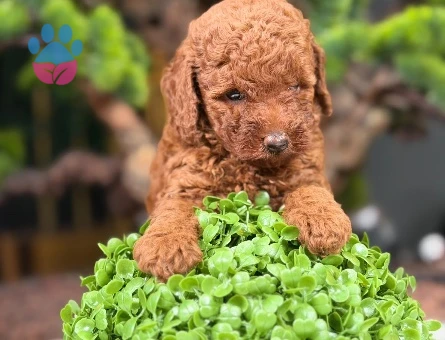 Safkan Toy Poodle Bebekler - 9111