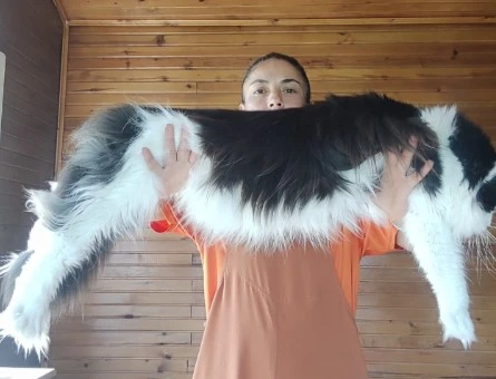 Geleceğin şampiyon adayı safkan secereli Mainecoon - 9114