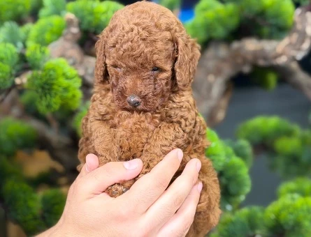 Muhteşem Toy Poodle Bebekler - 9140