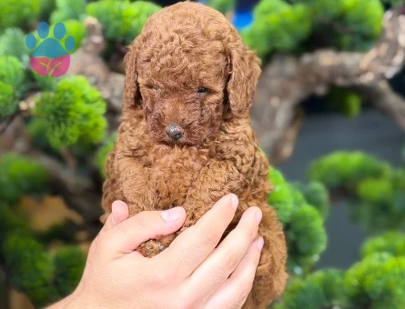 Muhteşem Toy Poodle Bebekler - 9140