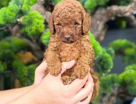 Safkan Toy Poodle Bebeklerimiz - 9141