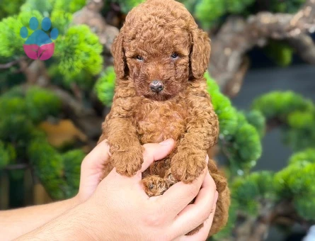 Safkan Toy Poodle Bebeklerimiz - 9141