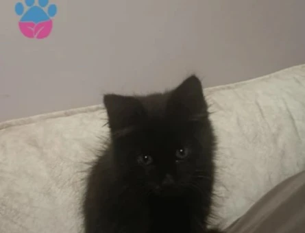 Dişi yavru kedi Tekir - 9168