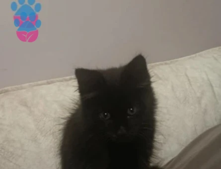 Dişi yavru kedi Tekir - 9168