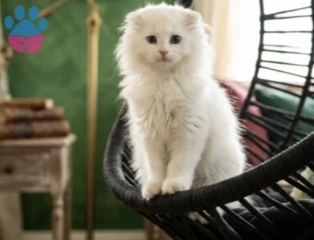 British Longhair 2 Aylık Yuva Arıyor - 9170