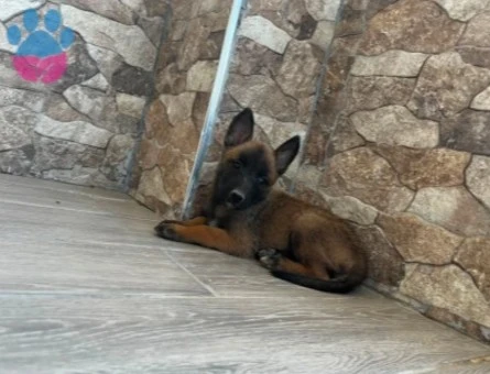 Belçika Kurdu Yavrumuz Yeni Dostuyla Tanışmaya Hazır - 9176