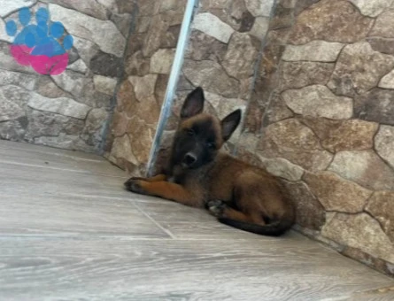 Belçika Kurdu Yavrumuz Yeni Dostuyla Tanışmaya Hazır - 9176