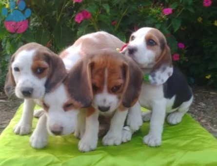Bursa Nilüfer'den Bütün Türkiye'ye Gönderimli Beagle Yavruları - 9185