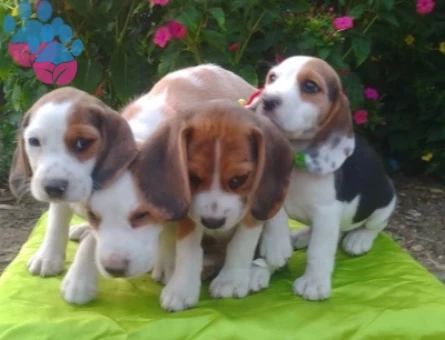 Bursa Nilüfer'den Bütün Türkiye'ye Gönderimli Beagle Yavruları - 9185
