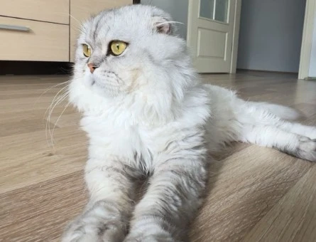 Erkek brithis longhair 2 Yaşında - 9191