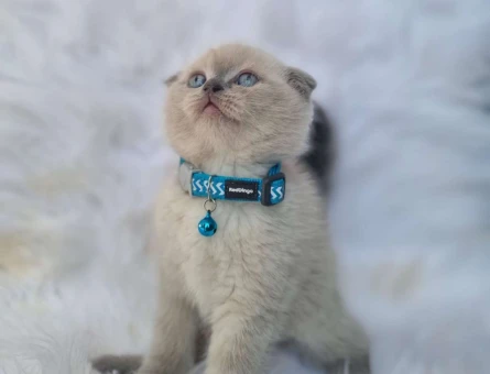 2 Aylık Safkan Scottish Fold Point Yavrumuz