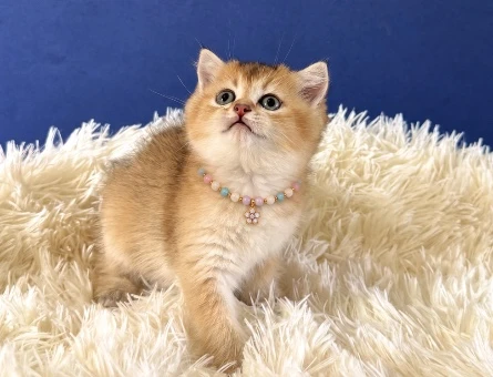 Şahane British Shorthair Golden Dişi Yavrumuz - 9204