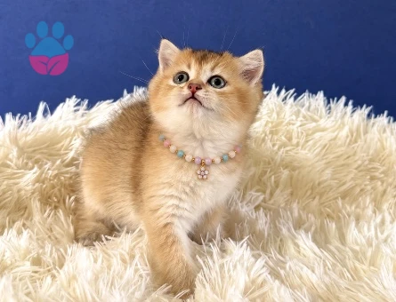 Şahane British Shorthair Golden Dişi Yavrumuz - 9204