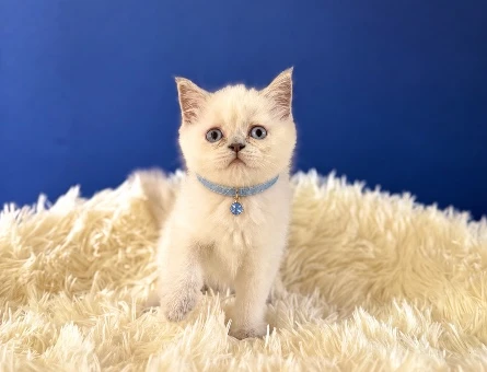 British Shorthair Point Erkek Bebeğimiz - 9206
