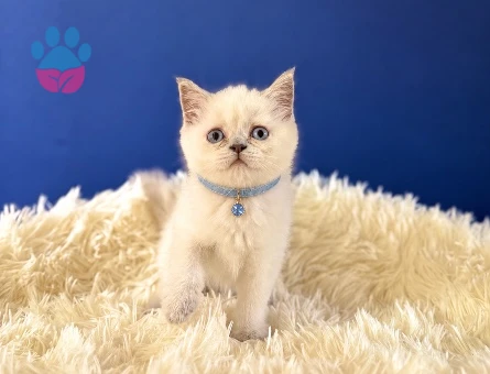 British Shorthair Point Erkek Bebeğimiz - 9206