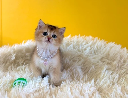 Golden British Shorthair Dişi Bebeğimiz - 9208