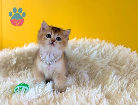 Golden British Shorthair Dişi Bebeğimiz - 9208