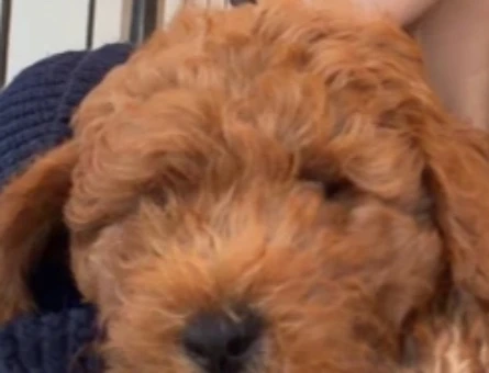 Acil satılık toy poodle - 9241