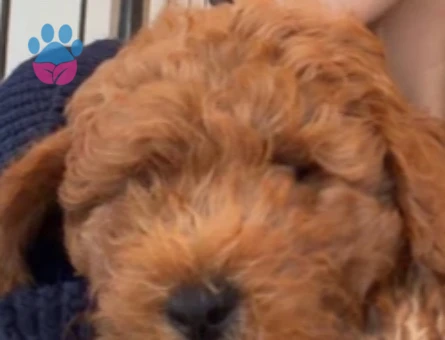 Acil satılık toy poodle - 9241