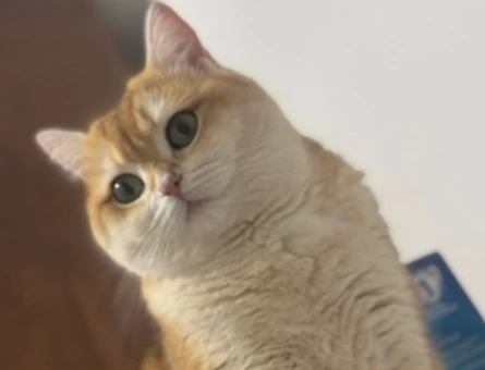 British Shorthair Dİşi 4 Yaşında Yuva Arıyor - 9275