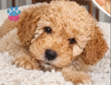 Poodle - 9281