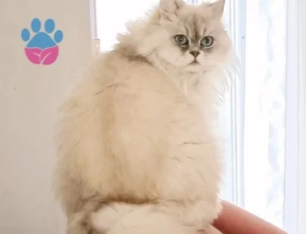 British Longhair 1 Yaşında Yuva Arıyor - 9294
