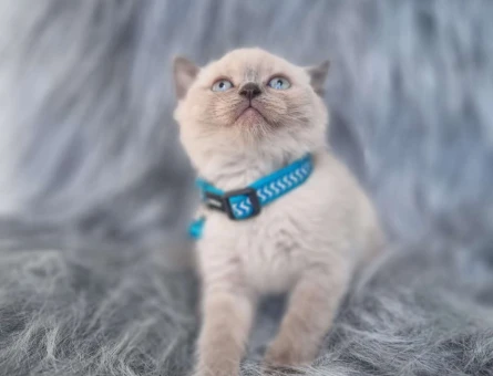 2 Aylık Yavru Blue Point British Shorthair