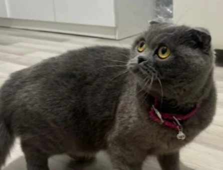 Scotish Fould Aşıları Tam Dişi Kedi - 9307