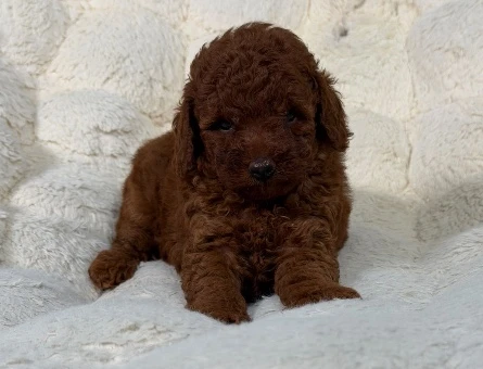 Ailenizin Yeni Üyesi Safkan Toy Poodle Bebekler - 9314