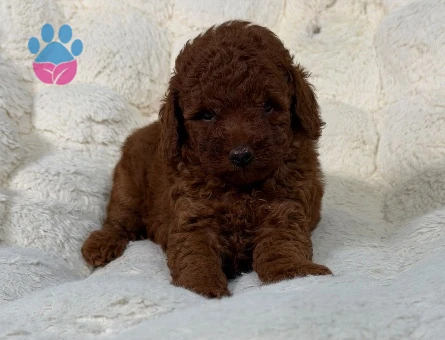 Ailenizin Yeni Üyesi Safkan Toy Poodle Bebekler - 9314