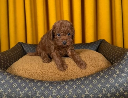 Yeni Dostunuzla Tanışın Toy Poodle Dişi ve Erkek Yavrular - 9315
