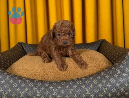 Yeni Dostunuzla Tanışın Toy Poodle Dişi ve Erkek Yavrular - 9315