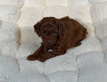 Red Brown Toy Poodle Bebekler - 9328