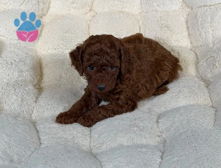 Red Brown Toy Poodle Bebekler - 9328