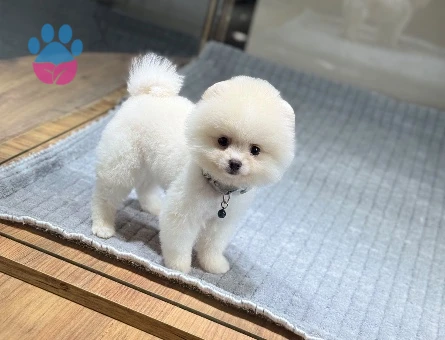 Pomeranian Boo Yavru Bebeklerimiz - 9345