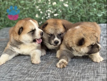 Japon Akita İnu - 9347