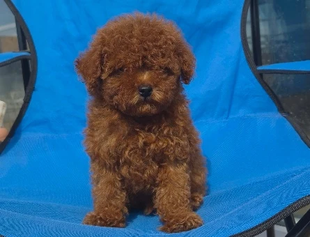 SEVİMLİ POODLE YAVRULARIMIZ - 9353