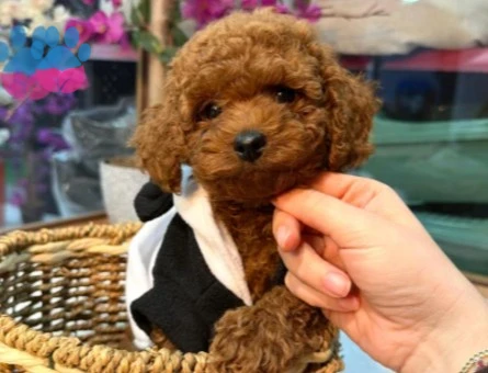 Red ToyPoodle Bebek Surat Yavrularımız Sizlerle - 9357
